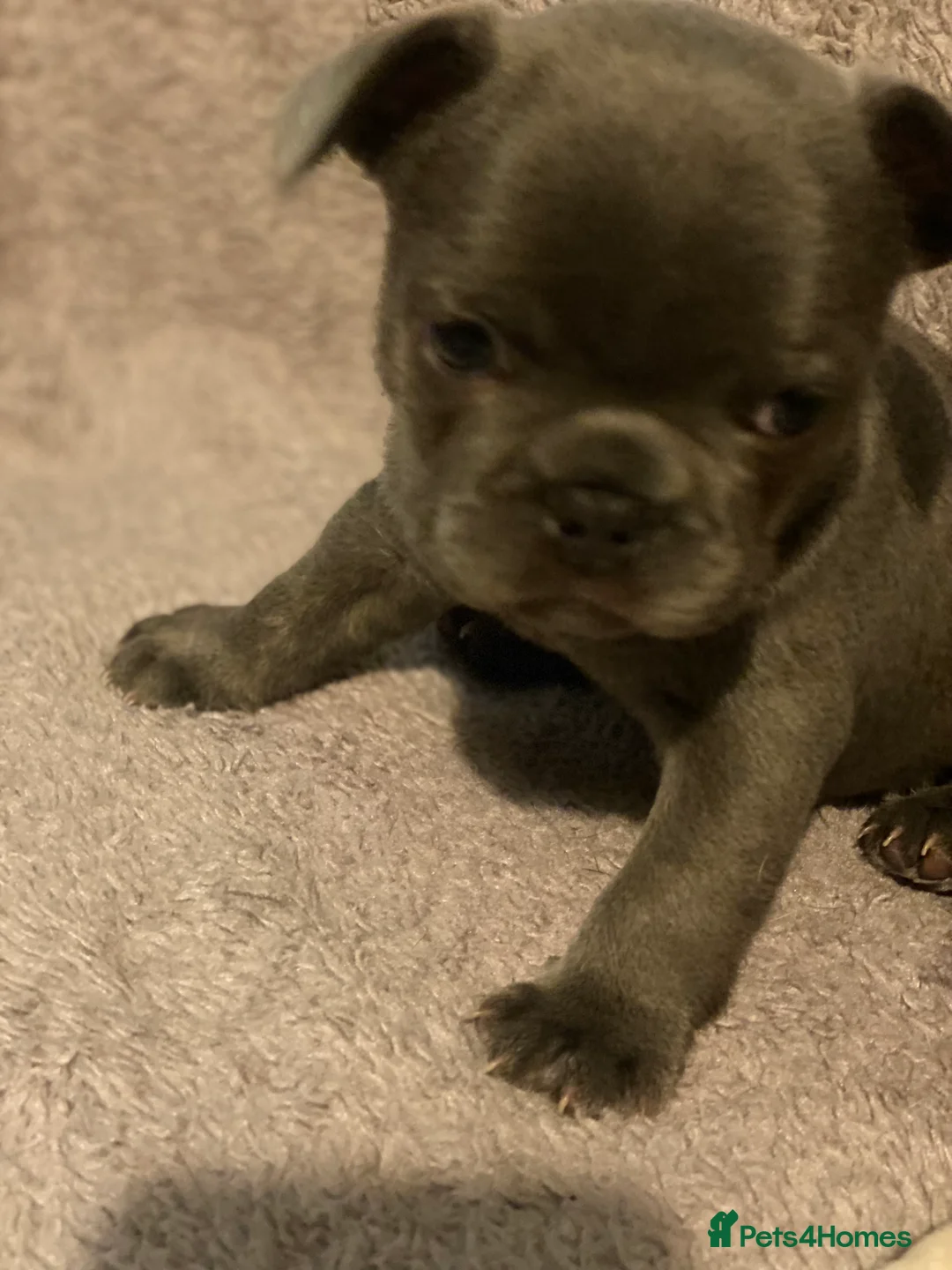 French Bulldog dogs for sale: Gorgeous French bulldog puppies 1 m & 1 f - Advert 18