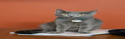 Russian Blue cats for sale: Adorable Russian Blue cross kittens - Advert 2