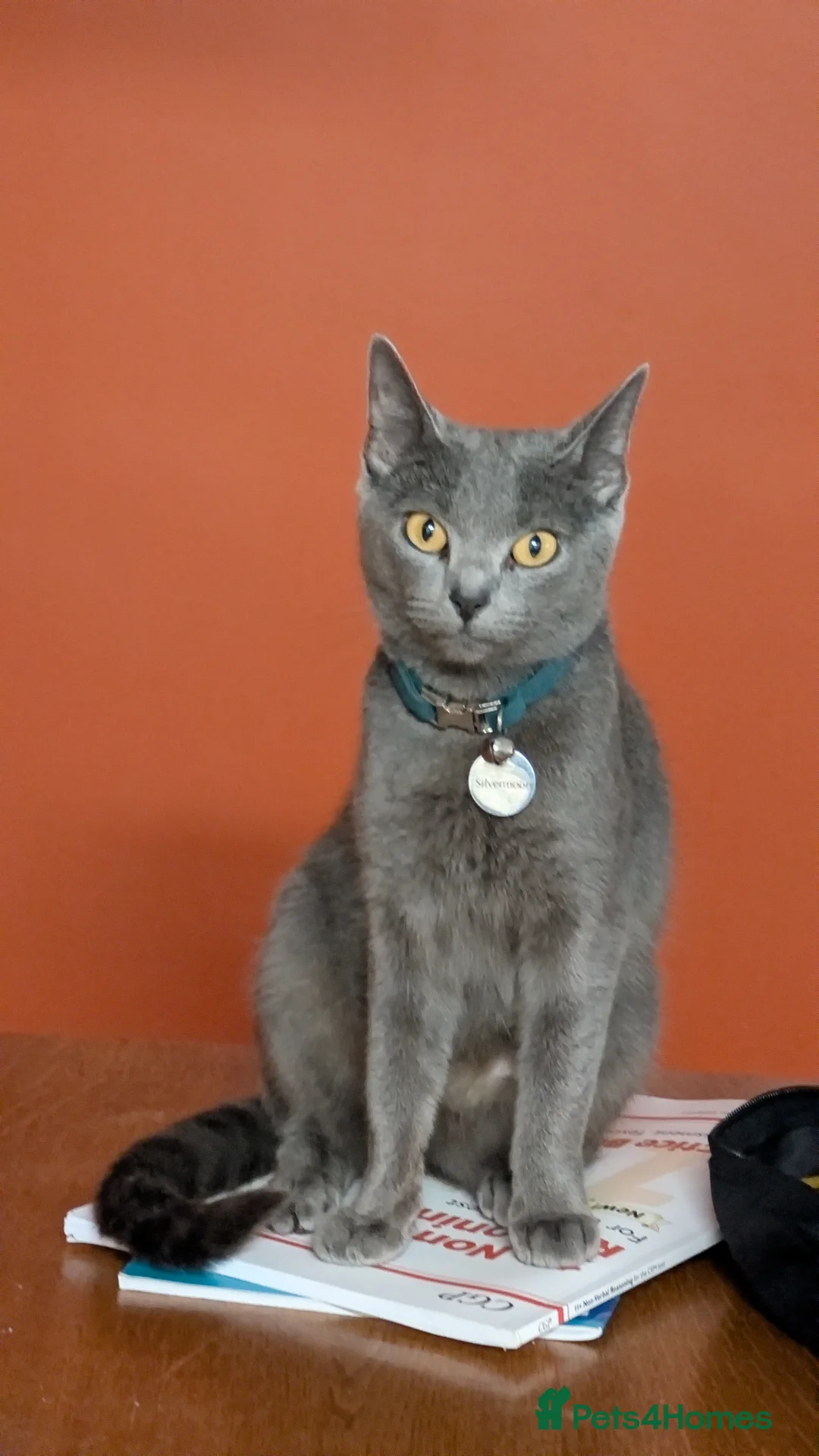 Russian Blue cats for sale: Adorable Russian Blue cross kittens - Advert 2