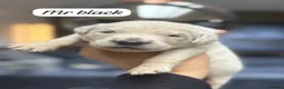 Golden Retriever dogs for sale: Outstanding KC Reg Golden Retriever Puppies - Advert 4