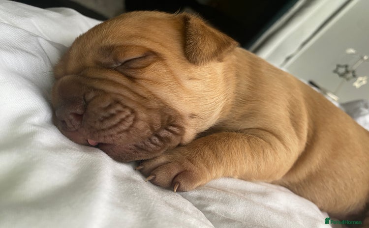 American Bull Staffy dogs - Advert 1
