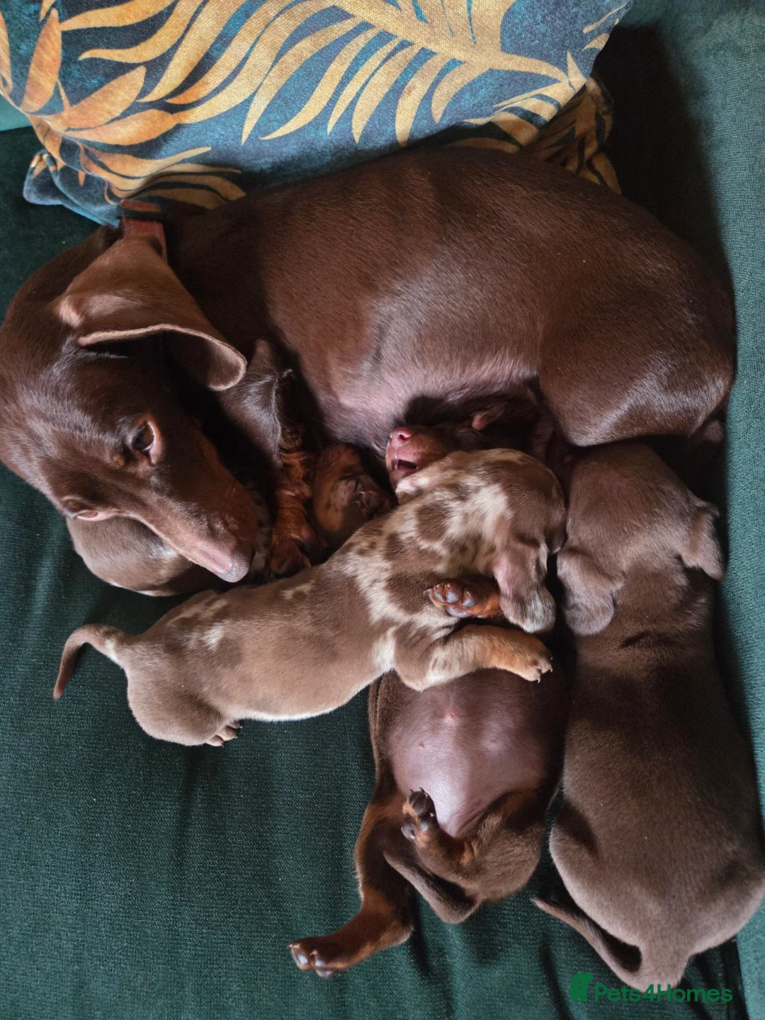 Miniature Dachshund dogs for sale: Miniature Dachshund 2 boys 1 girl in Sowerby Bridge - Advert 1