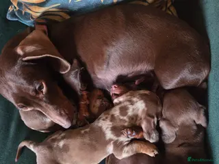 Miniature Dachshund dogs Miniature Dachshund 2 boys 1 girl - Advert 2