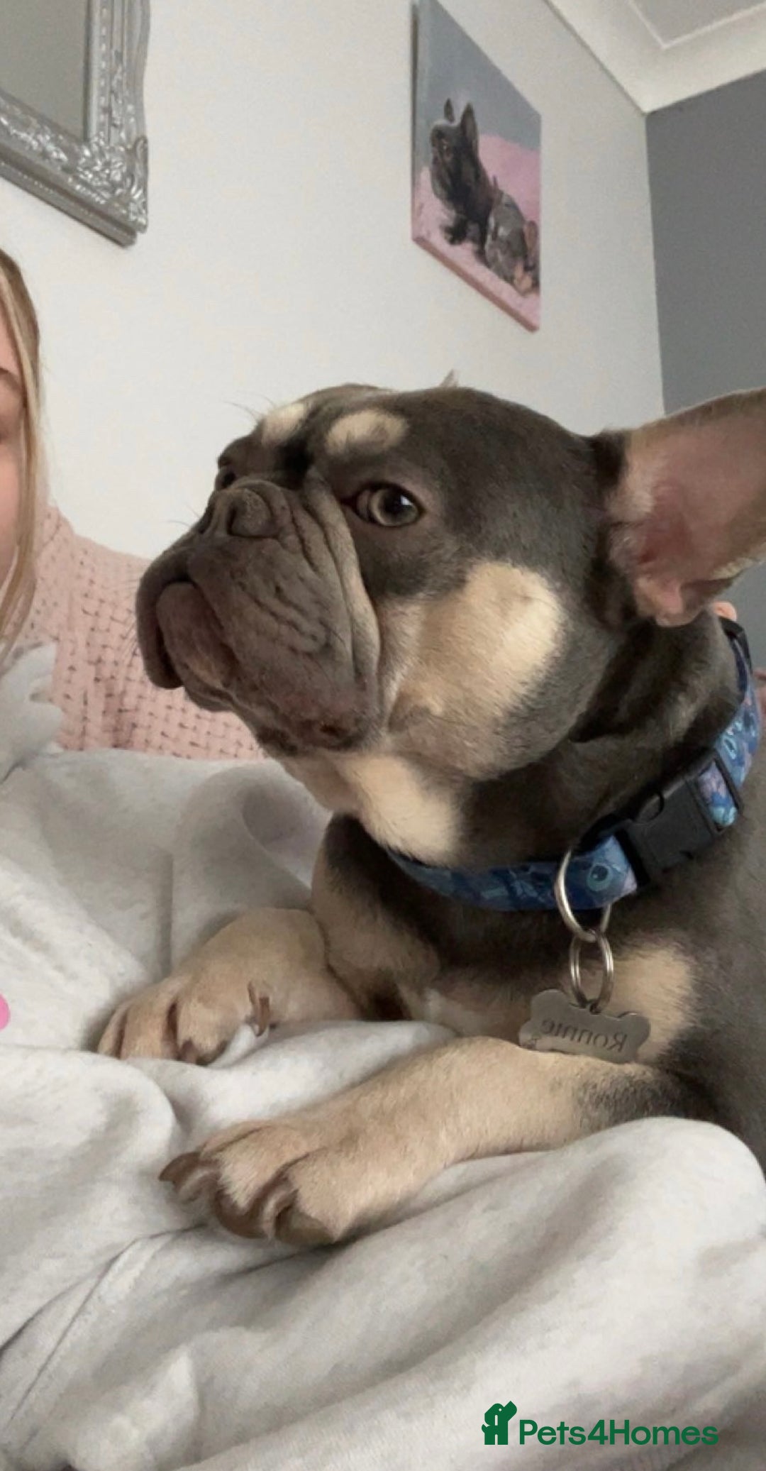 French Bulldog dogs for stud: Ronnie the French bulldog  - Advert 4