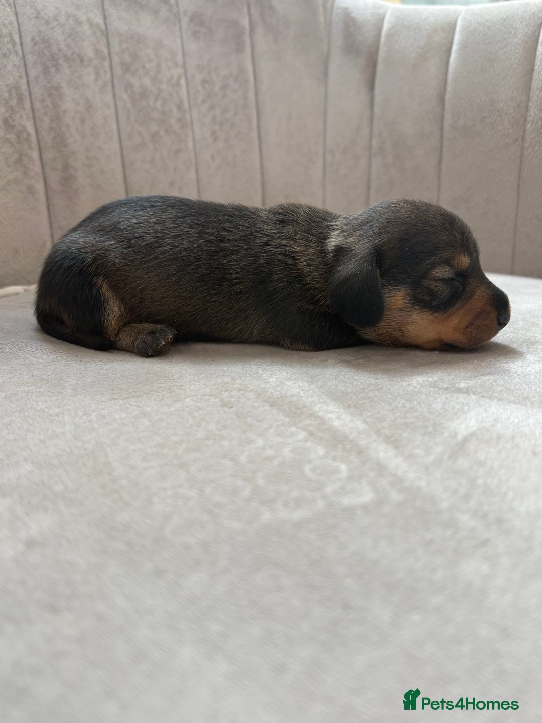 Miniature Dachshund dogs for sale: Gorgeous Long &short haired mini dachshund puppies - Image 6