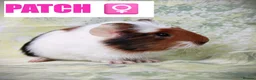 Guinea Pig rodents for sale: 🐹 8 Baby Guinea Pigs ❤️ - Advert 4