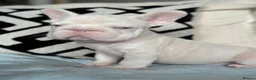 French Bulldog dogs for sale: Stunning Frenchie Boy - Advert 3