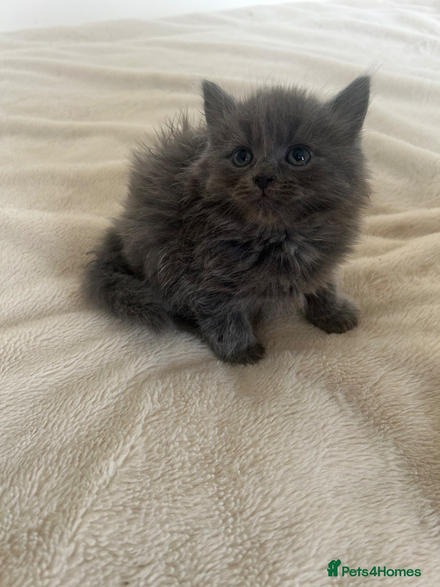 Mixed Breed cats British short/long haired kittens ❤️💙 - Advert 5