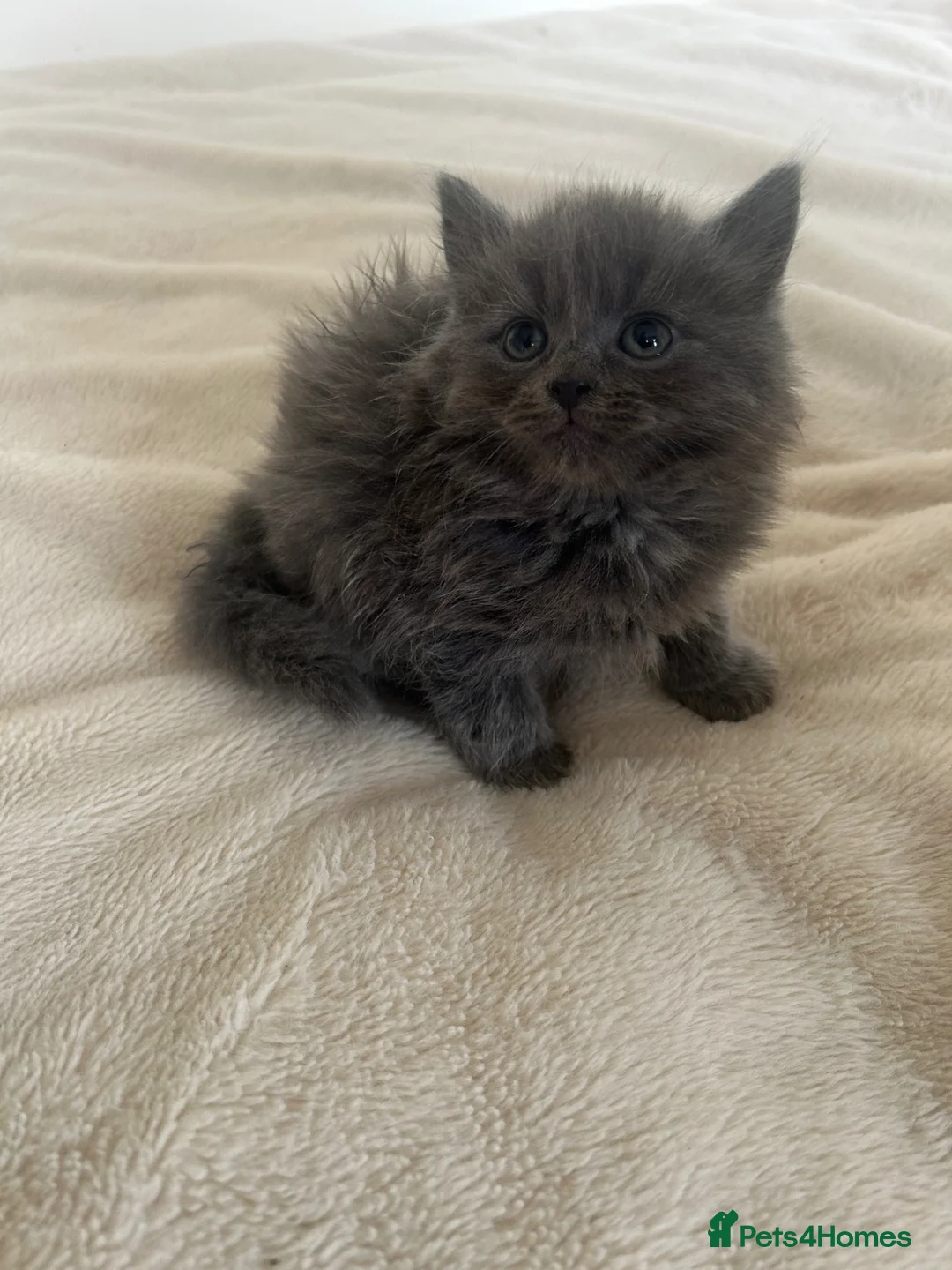 Mixed Breed cats for sale: British short/long haired kittens ❤️💙 - Advert 2
