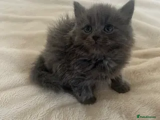 Mixed Breed cats British short/long haired kittens ❤️💙 - Advert 5