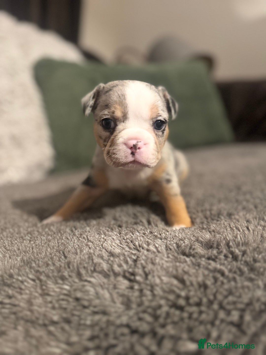 Mixed Breed dogs for sale:  French bulldog 1/4 chihuahua puppies  - Advert 6