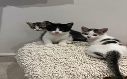 Mixed Breed cats for sale: Mixed breed kittens - Image 10