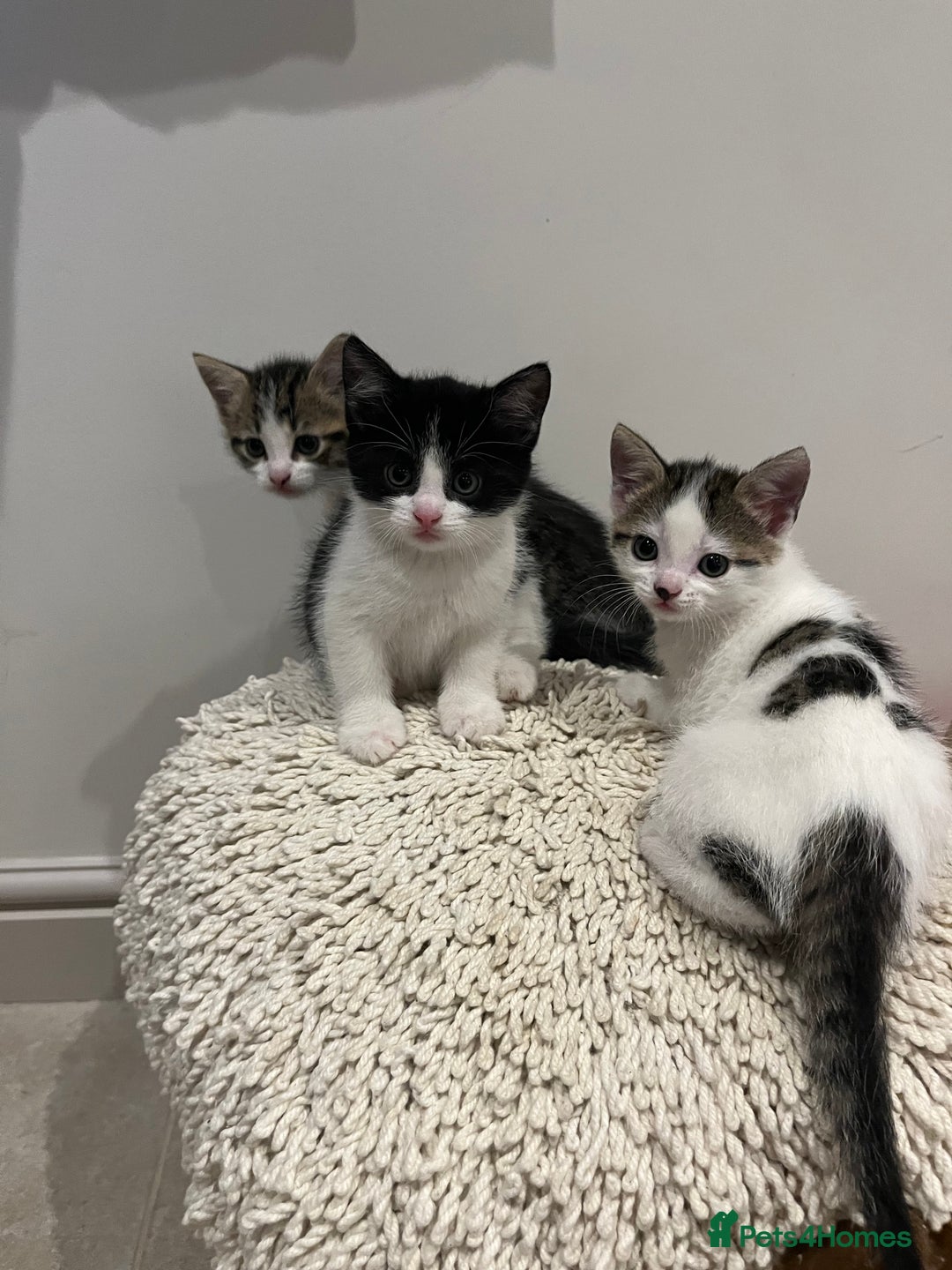 Mixed Breed cats for sale: Mixed breed kittens - Image 10