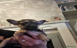 Mixed Breed dogs for sale: Frenchi yorkie pom - Image 2