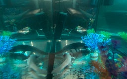 Axolotl reptiles for sale: 2 x Axolotl’s female REHOME  - Advert 1