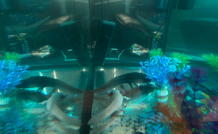 Axolotl reptiles 2 x Axolotl’s female REHOME  - Advert 1