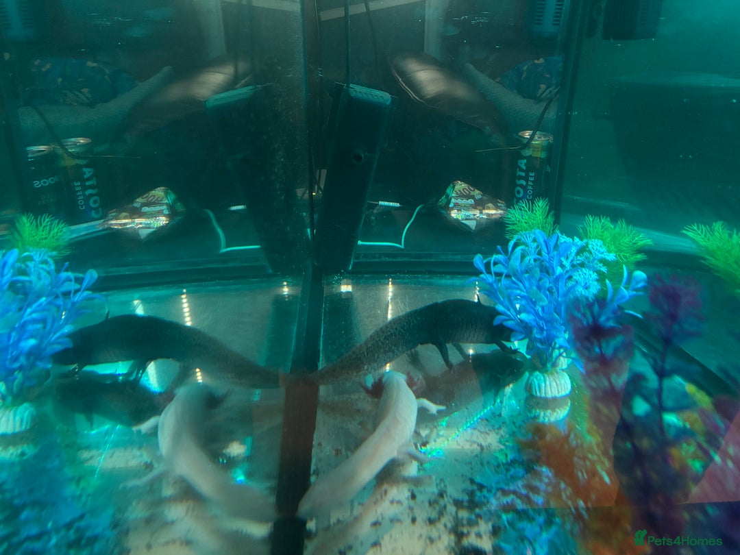 Axolotl reptiles for sale: 2 x Axolotl’s female REHOME  - Advert 1