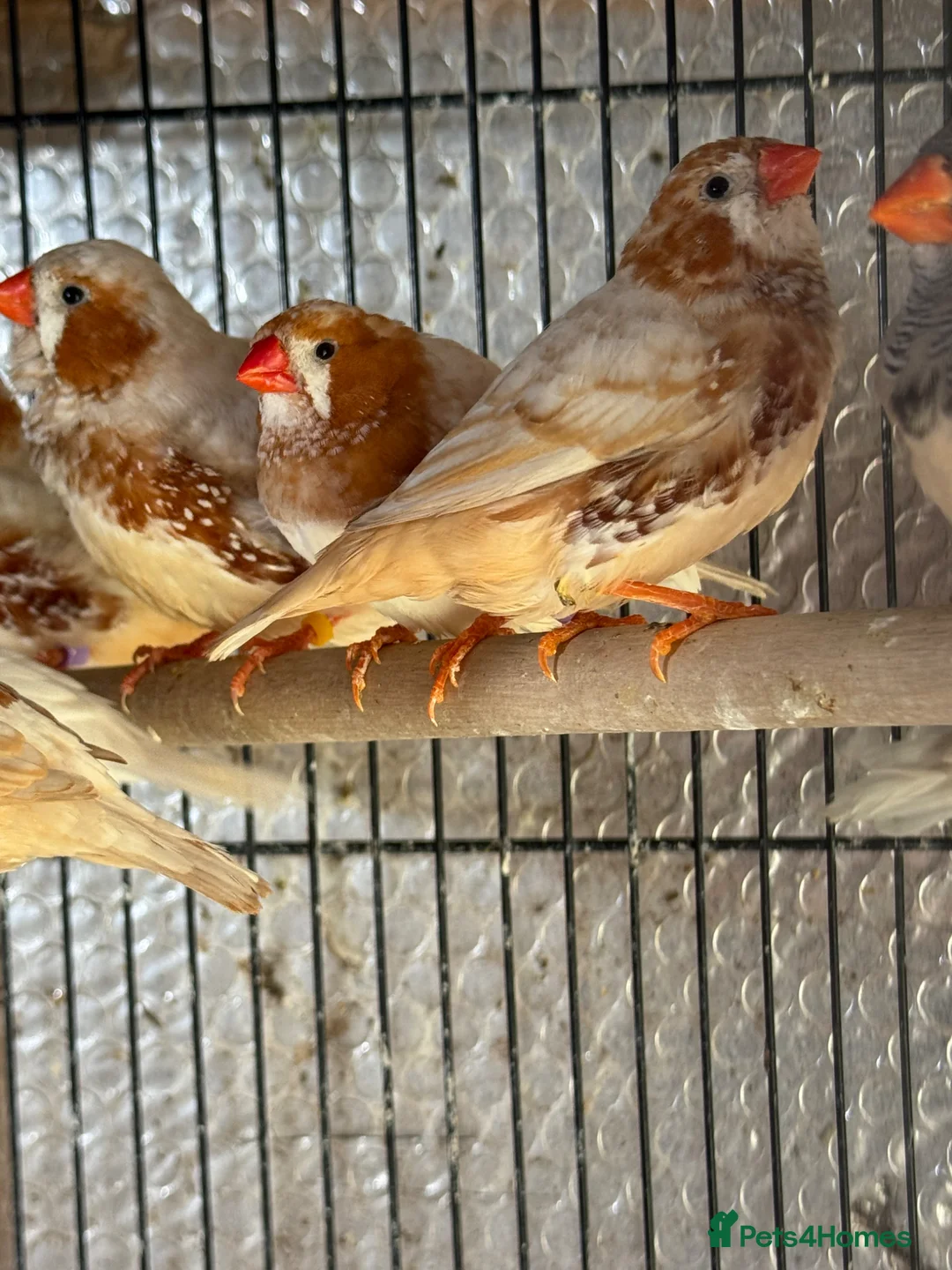 Mixed Breed birds for sale: Zebra and Bengal finches .  - Advert 4