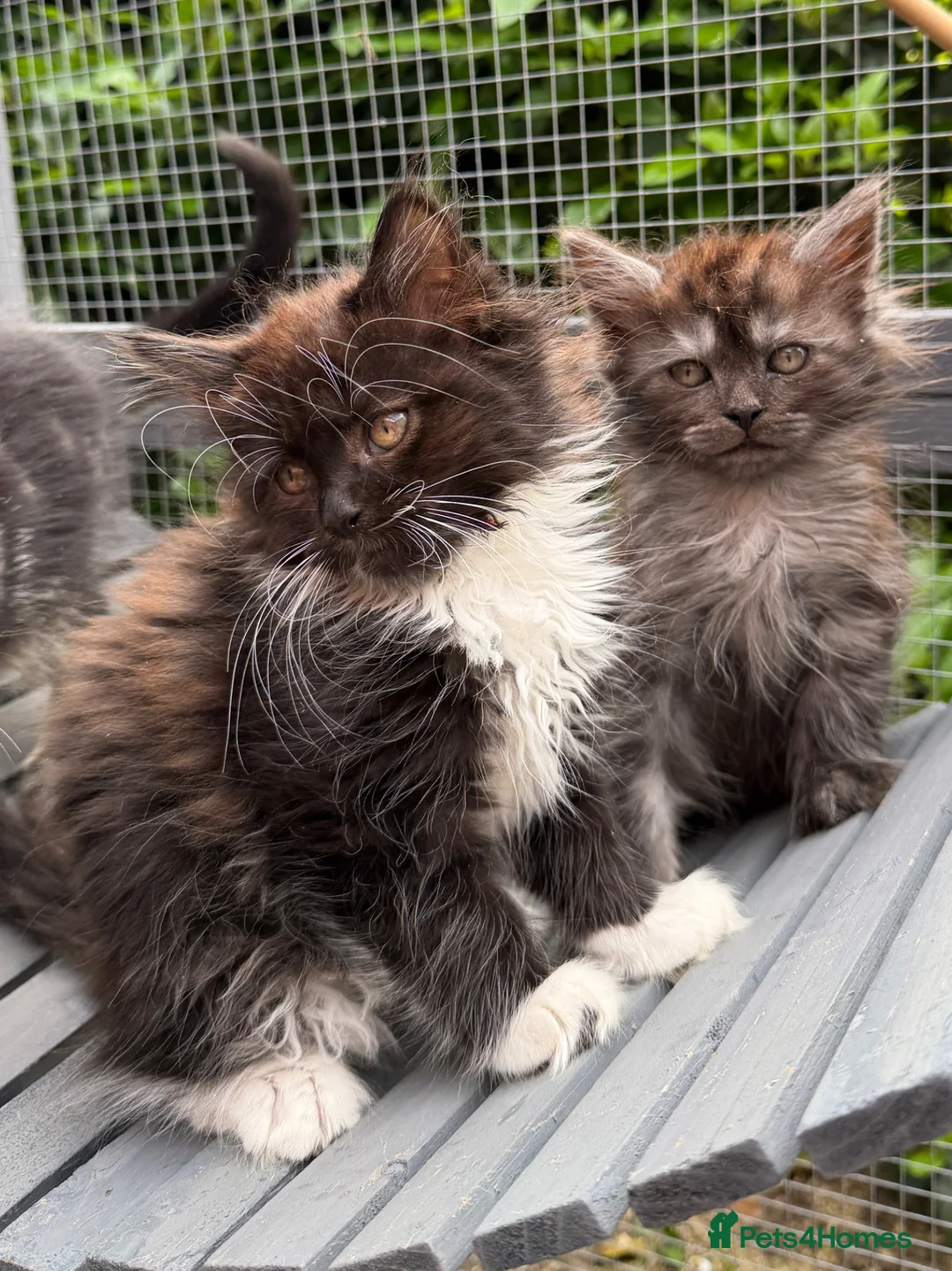 Mixed Breed cats for sale: Beautiful Maine Coon Cross Female Kittens - Advert 1