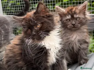 Mixed Breed cats Beautiful Maine Coon Cross Female Kittens - Advert 1