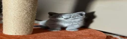 British Shorthair cats for sale: 🤍✨Exceptional GCCF Registered BSH&BLH Kittens  - Advert 32