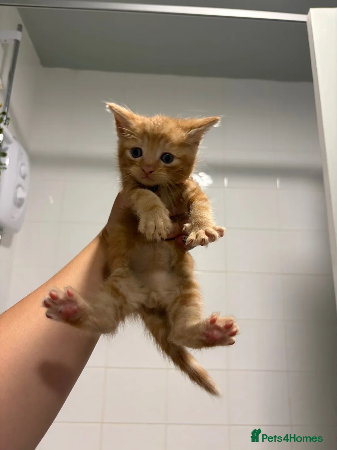 Mixed Breed cats for sale: 2 Ginger Boy Kittens in Worcester - Advert 2