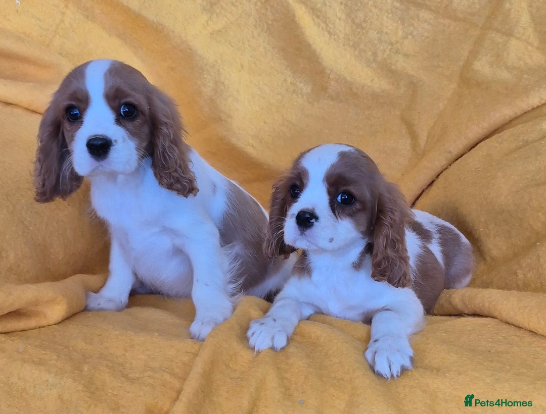 Cavalier King Charles Spaniel dogs for sale: Adorable Cavalier King Charles Spaniel puppies  - Image 4