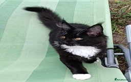 Maine Coon cats for sale: Maine-Coon kittens  - Image 32