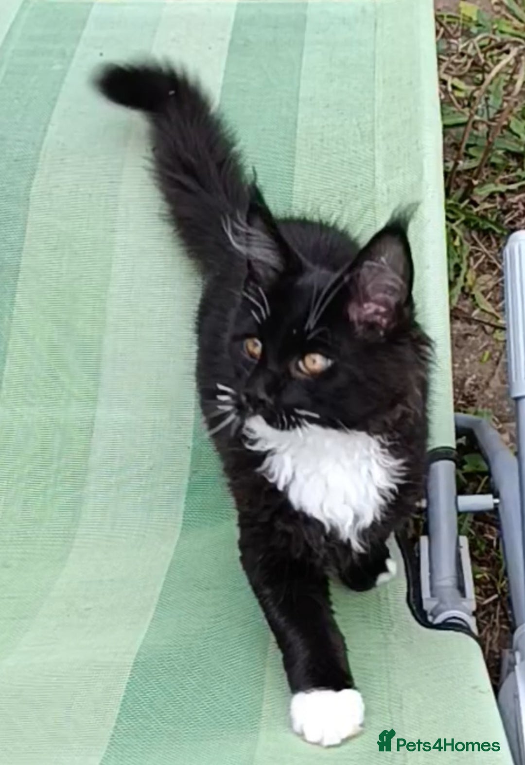 Maine Coon cats for sale: Maine-Coon kittens  - Image 32