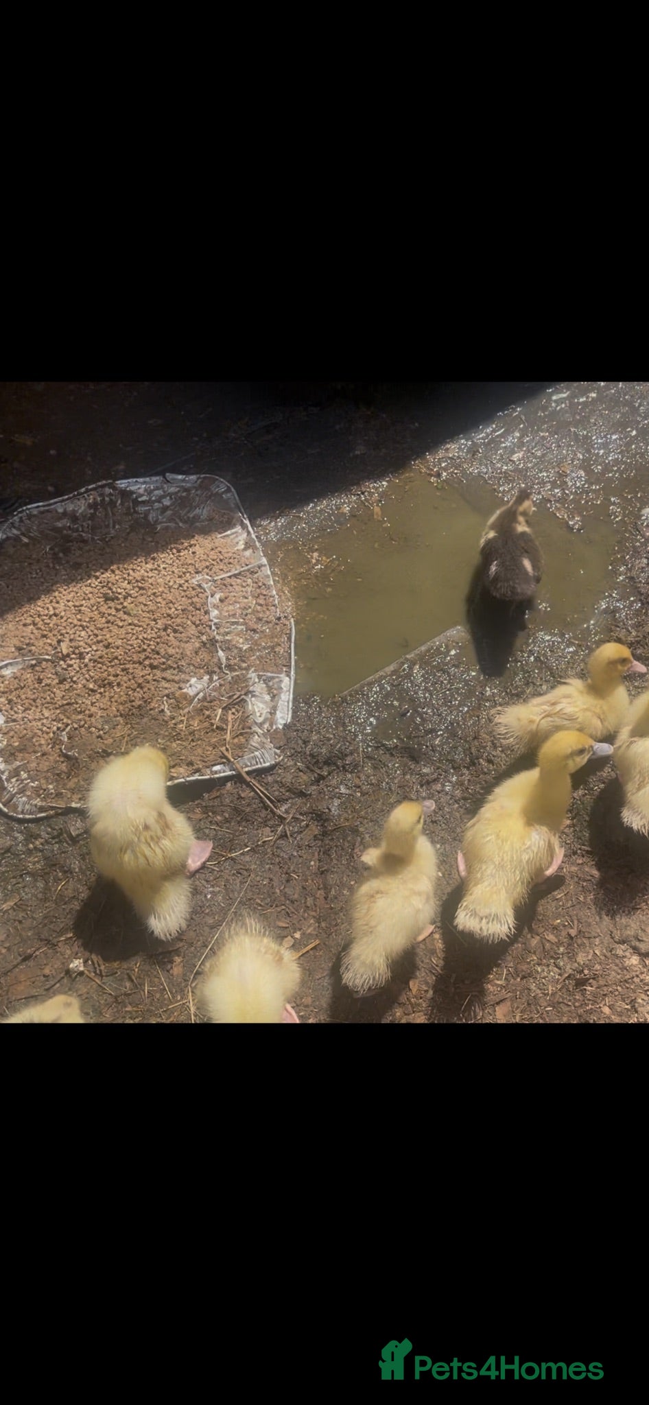 Ducks poultry Muscovy Ducklings  - Advert 1
