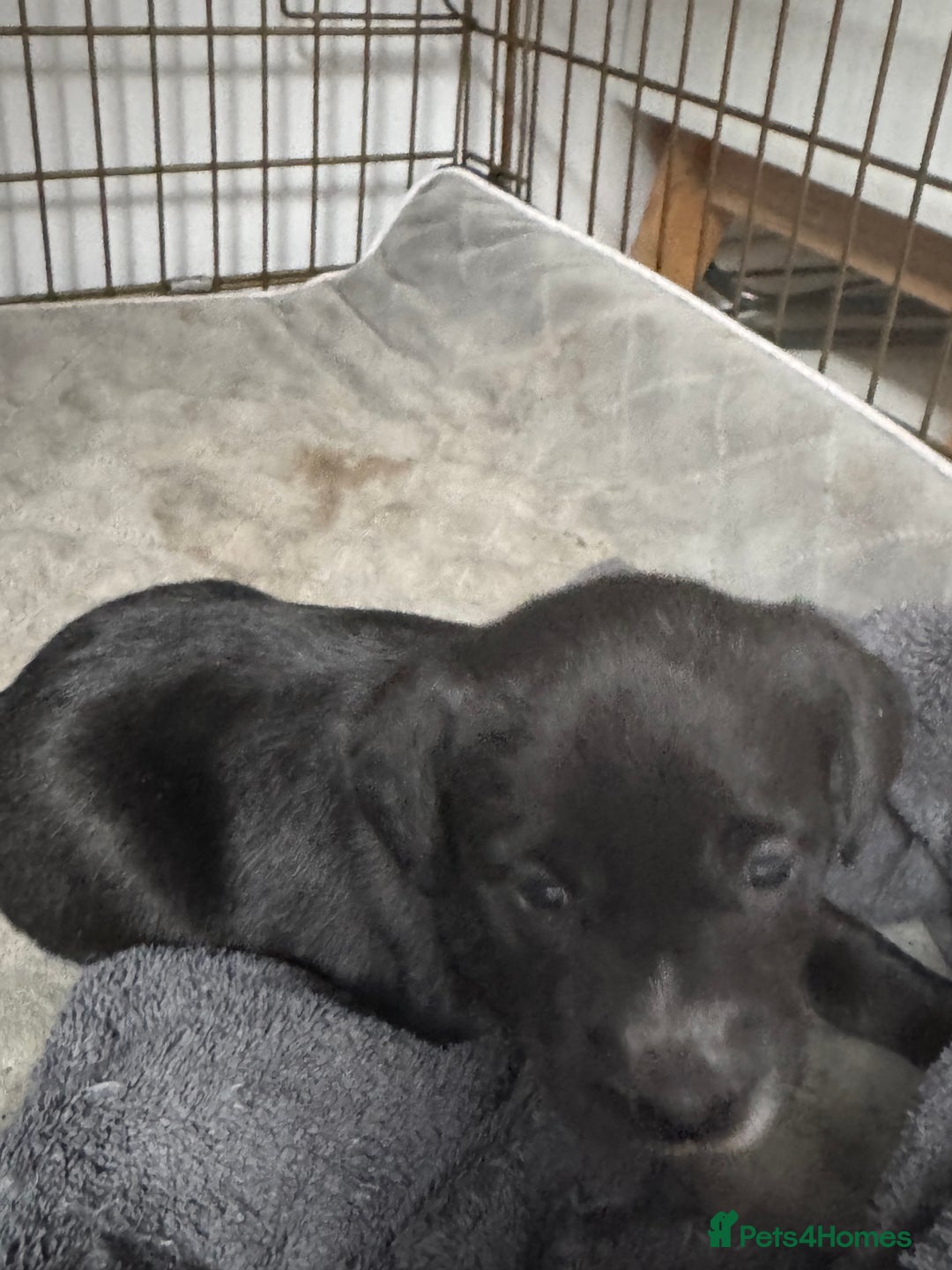 Mixed Breed dogs for sale: Beautiful puppys for sale  - Image 2