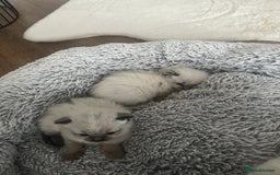 Ragdoll cats for sale: Snowy kitty for sale  - Image 3