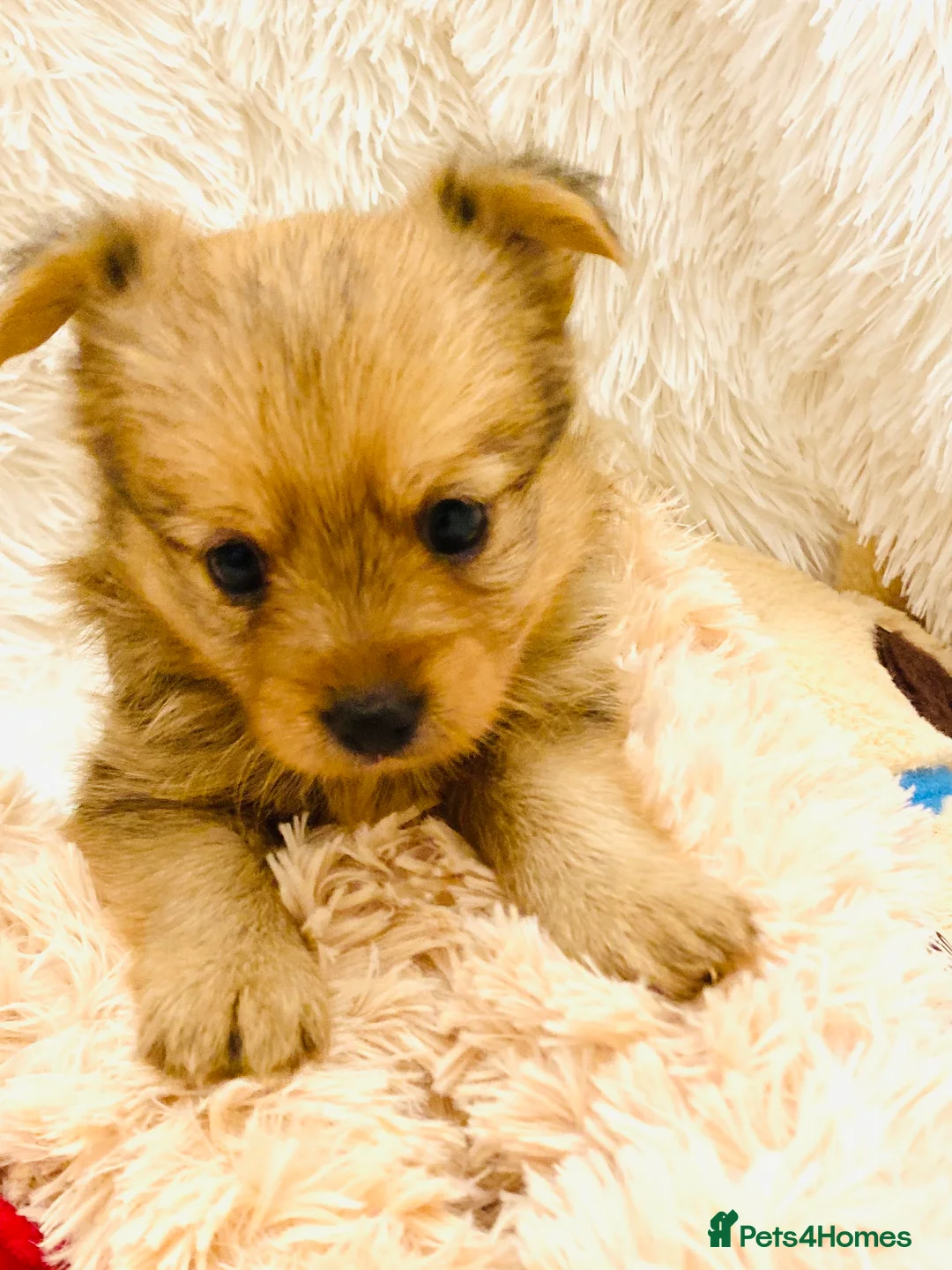 Mixed Breed dogs for sale: Adorable Pom/yorkshire puppy’s  - Advert 1