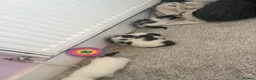 Mixed Breed cats for sale: 4 beautiful fluffy kitten  - Advert 4