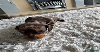 Dachshund dogs - Advert 1