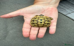 Hermann Tortoise reptiles for sale: Baby Hermanns tortoise and setup delivered to you - Advert 5