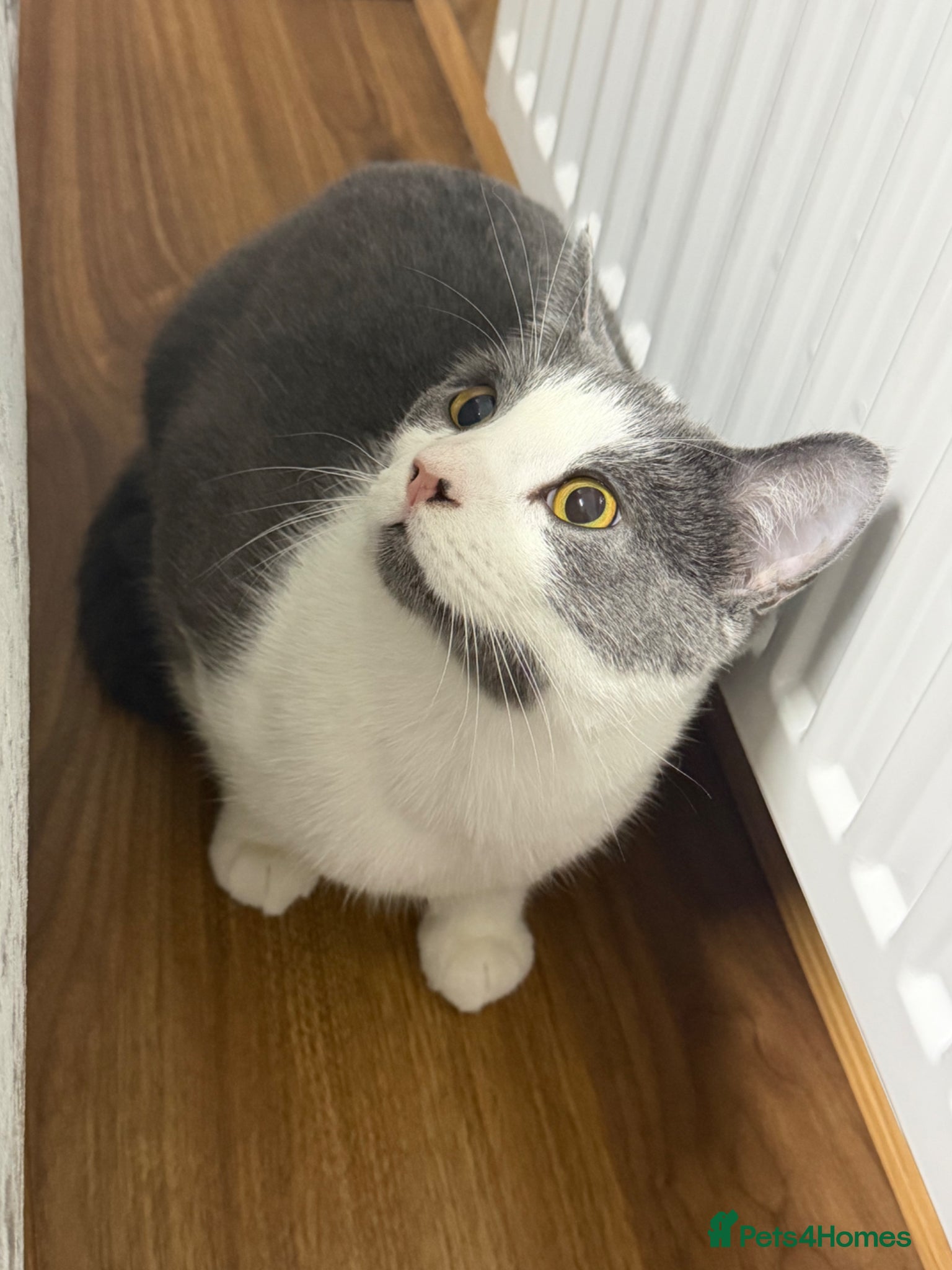 Mixed Breed cats Kitty  - Advert 8