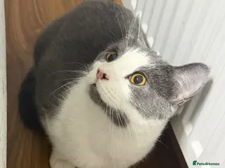 Mixed Breed cats Kitty - Advert 8