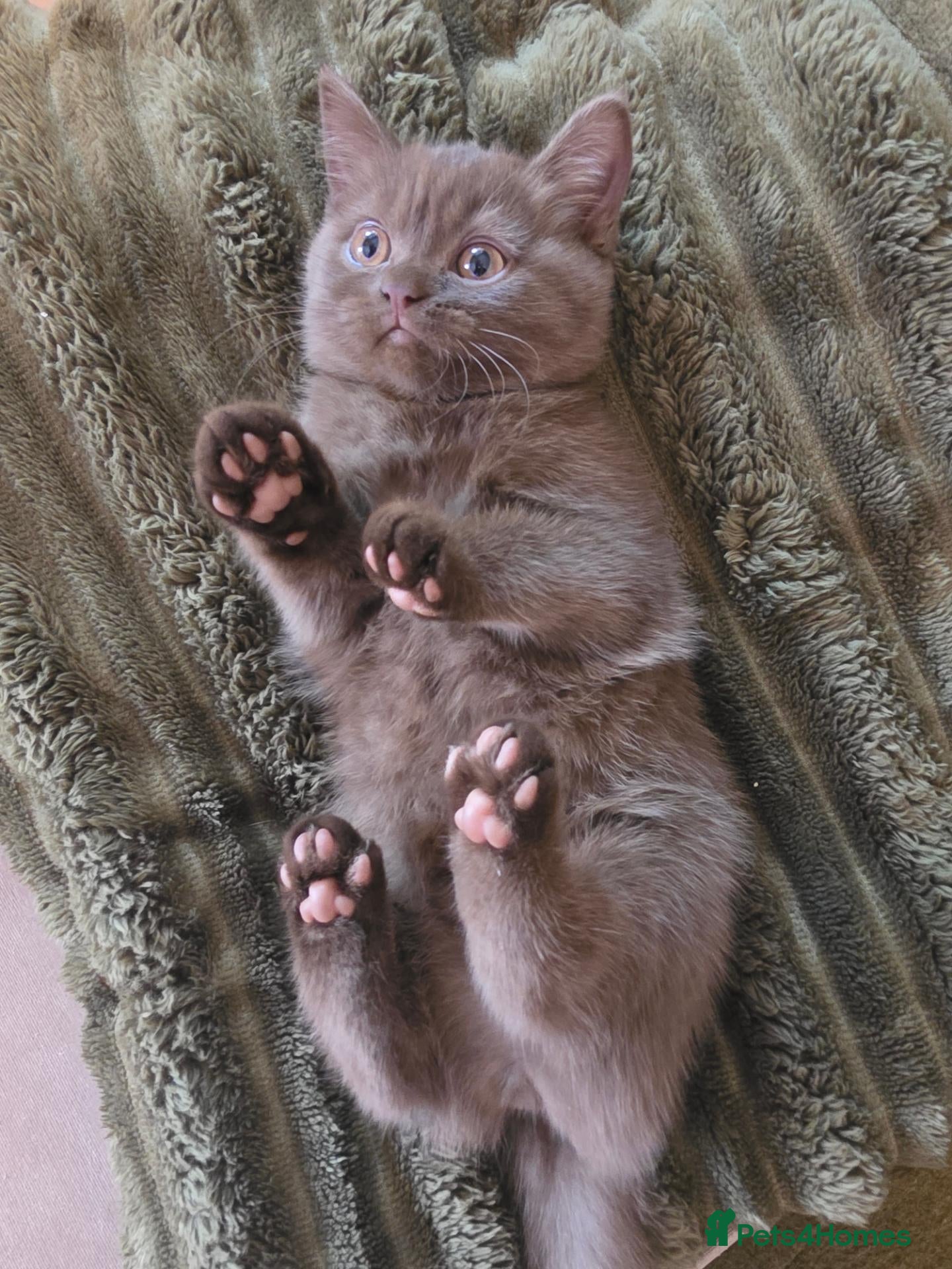 British Shorthair cats Chocolate BSH Girl – Unexpectedly Available - Advert 2