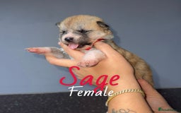Akita dogs for sale: Akita pups  - Image 2