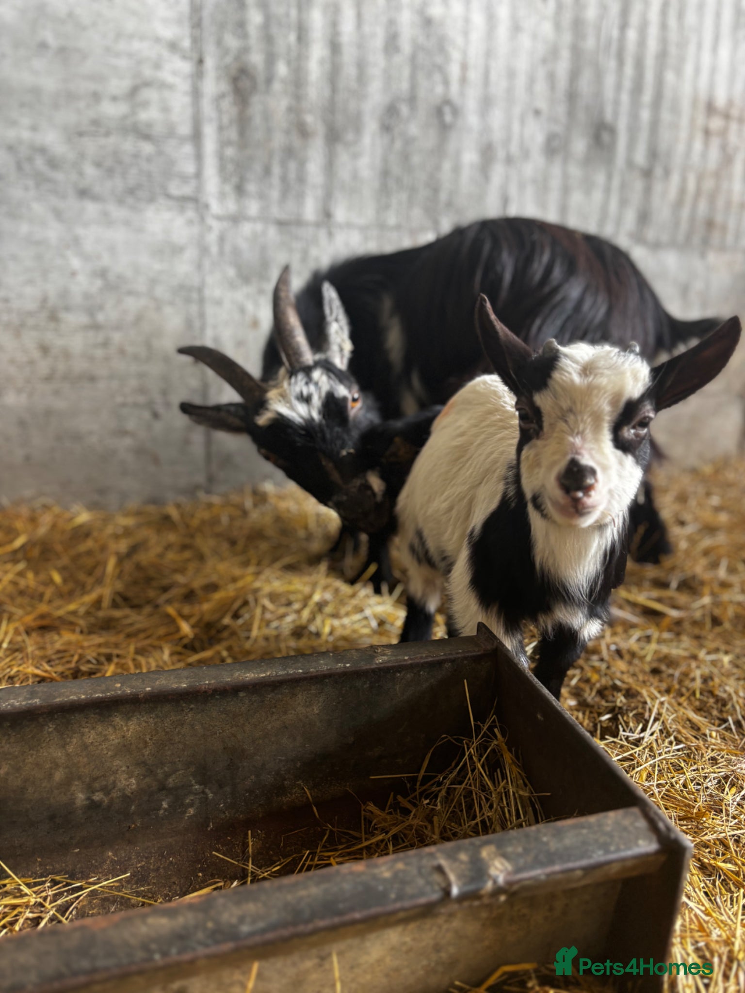 Goats livestock Nanny Pygmy goat and her son at foot  - Advert 1