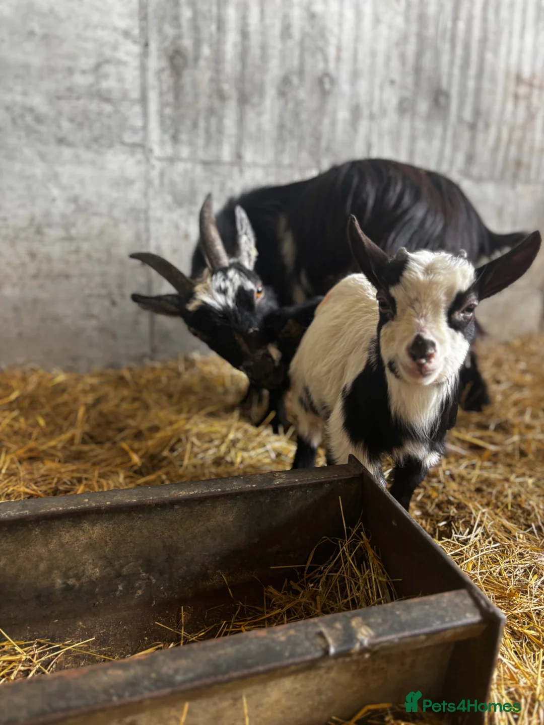 Goats livestock for sale: Nanny Pygmy goat and her son at foot  - Advert 1