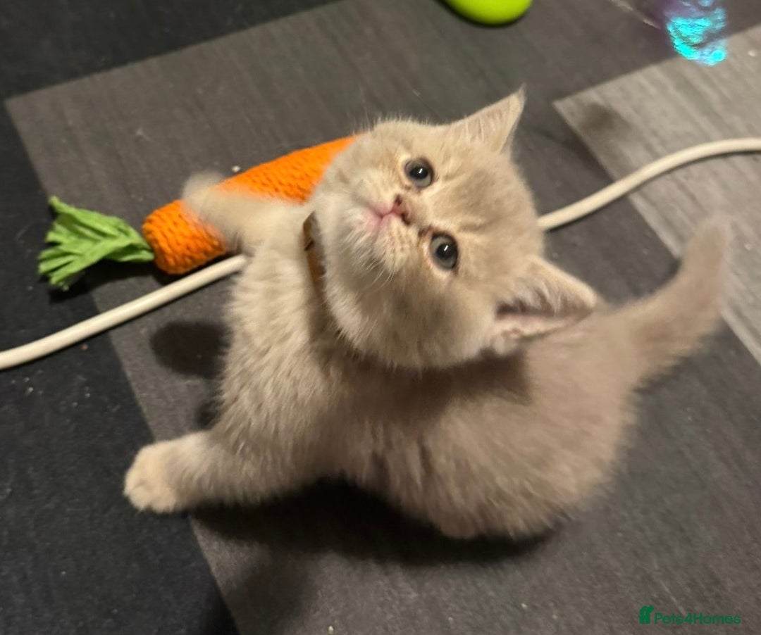 British Shorthair cats for sale: Amazing BSH kittens. READY TO GO!!! - Image 15