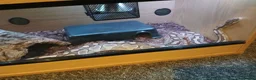 Python Snake reptiles for sale: Female python  in Clitheroe - Advert 3