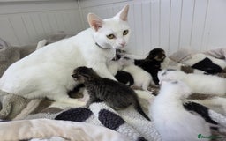 Mixed Breed cats for sale: Mixed kittens😻😽Ragdoll x domestic 🙀👌 - Advert 5