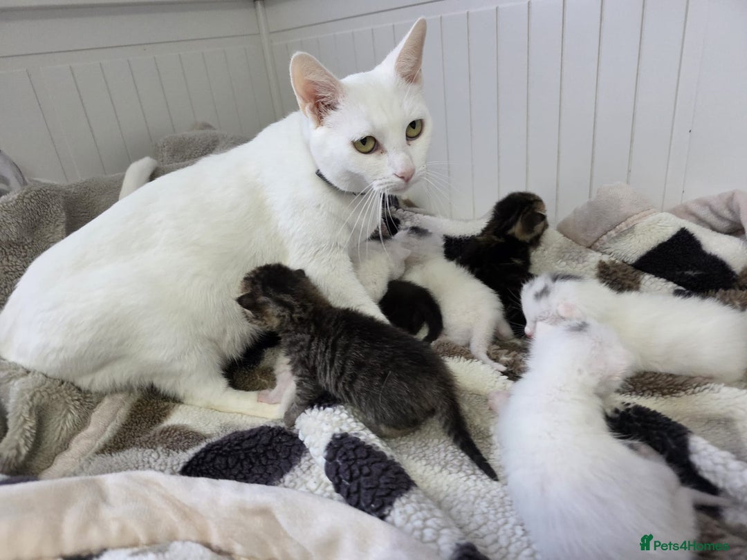 Mixed Breed cats for sale: Mixed kittens😻😽Ragdoll x domestic 🙀👌 - Advert 5