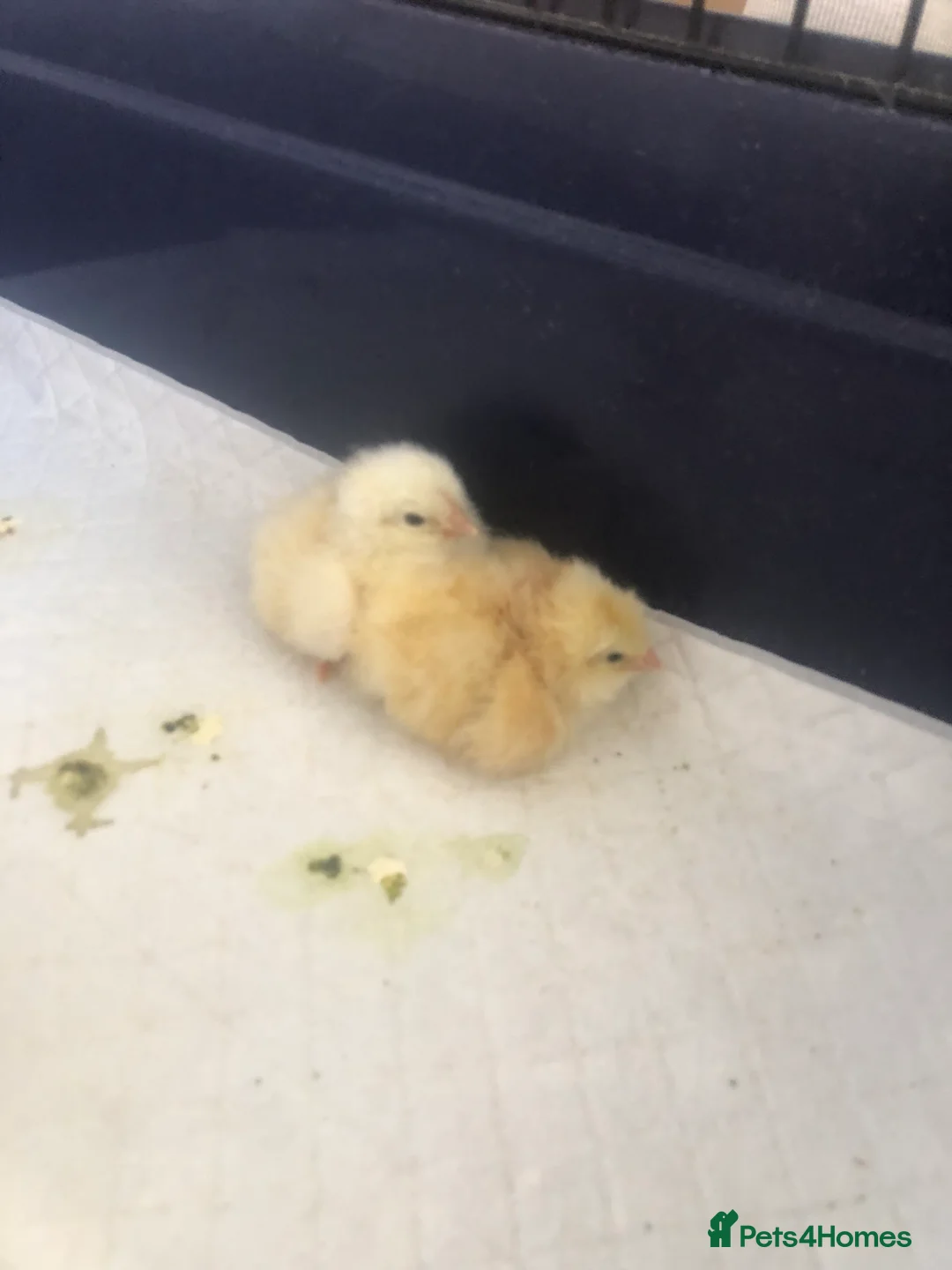 Chickens poultry for sale: Day old chicks for sale  - Advert 2