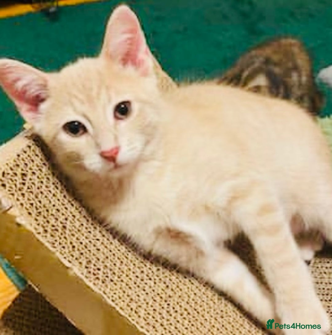 Mixed Breed cats for sale: Super gorgeous cream Bengal Ragdoll kittens ready - Advert 4