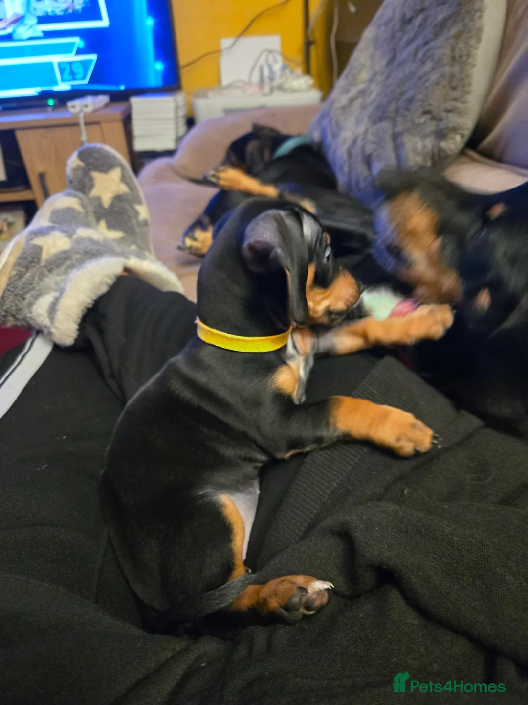 Dachshund dogs for sale: Miniature Dachshund, 1 Girl Left - Advert 5