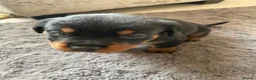 Rottweiler dogs for sale: Rottweiler Puppies - Advert 40